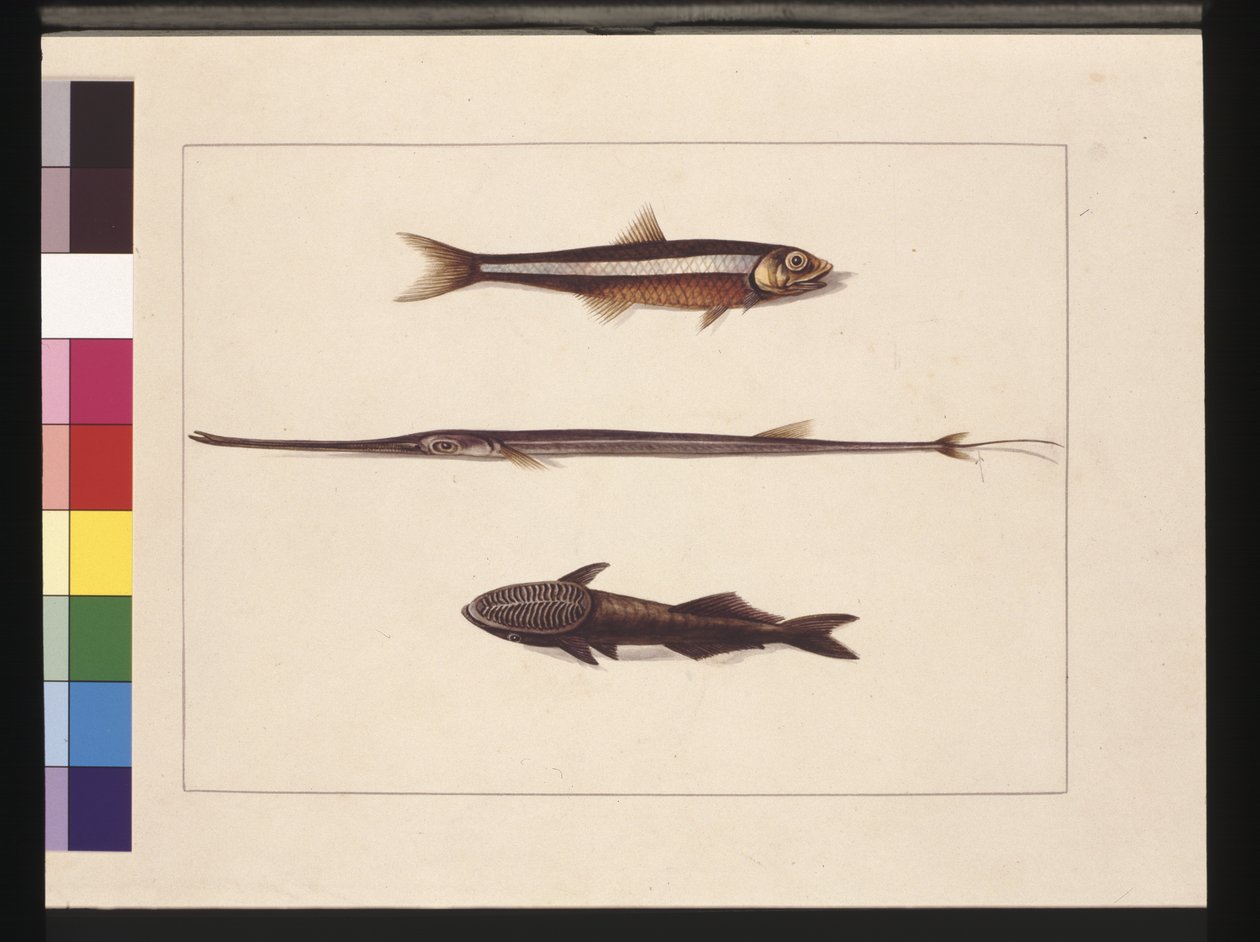 Página 13. Atherine, Tabaco, Pez Pipa, Pez Rémora. Ahora conocido como anchoa, boca de flauta y pez chupador, c.1789-90 de Sarah Stone