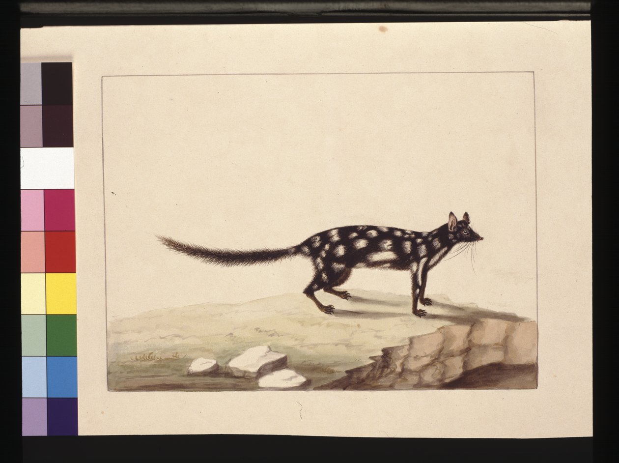 Página 28. Un Tapoa Tafa. Ahora conocido como dasyurus quoll. Parece ser una copia de Sarah Stone de una placa de Charles Catton Junr., c.1789-90 de Sarah Stone