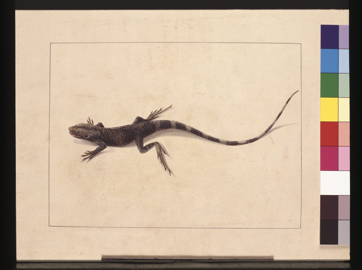 Página 31. Lagarto muricado. Ahora conocido como un dragón de árbol, c.1789-90 de Sarah Stone