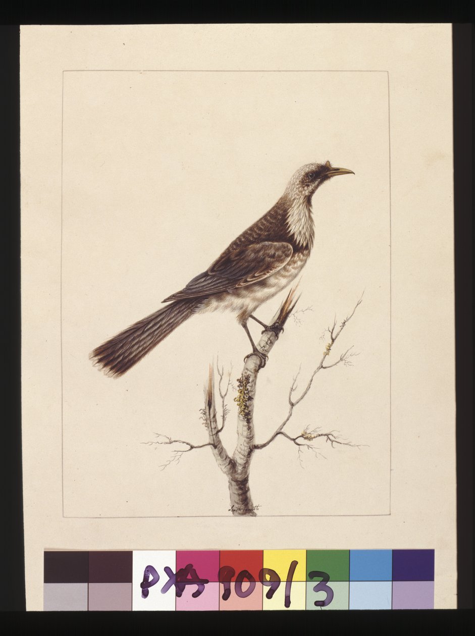 Página 3. Pájaro Fraile, c.1789-90 de Sarah Stone