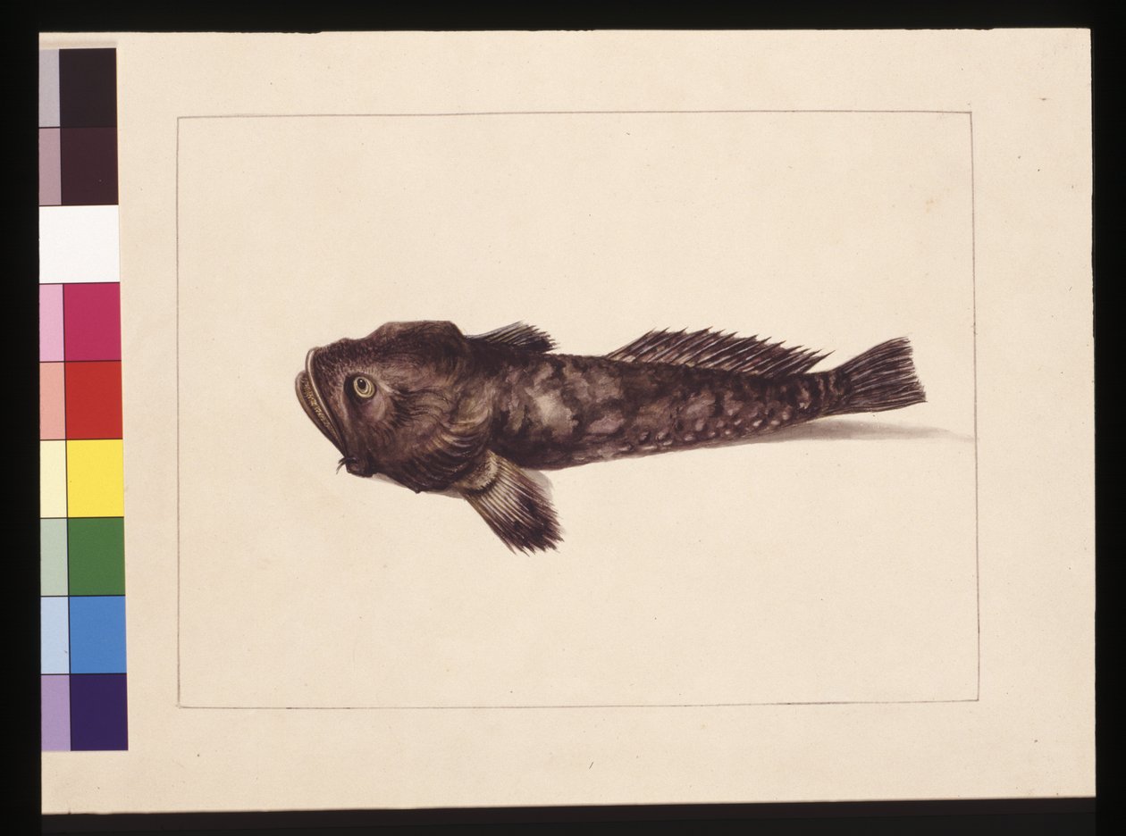 Página 8. Lophius dudoso. Ahora conocido como un pez rana, c.1789-90 de Sarah Stone