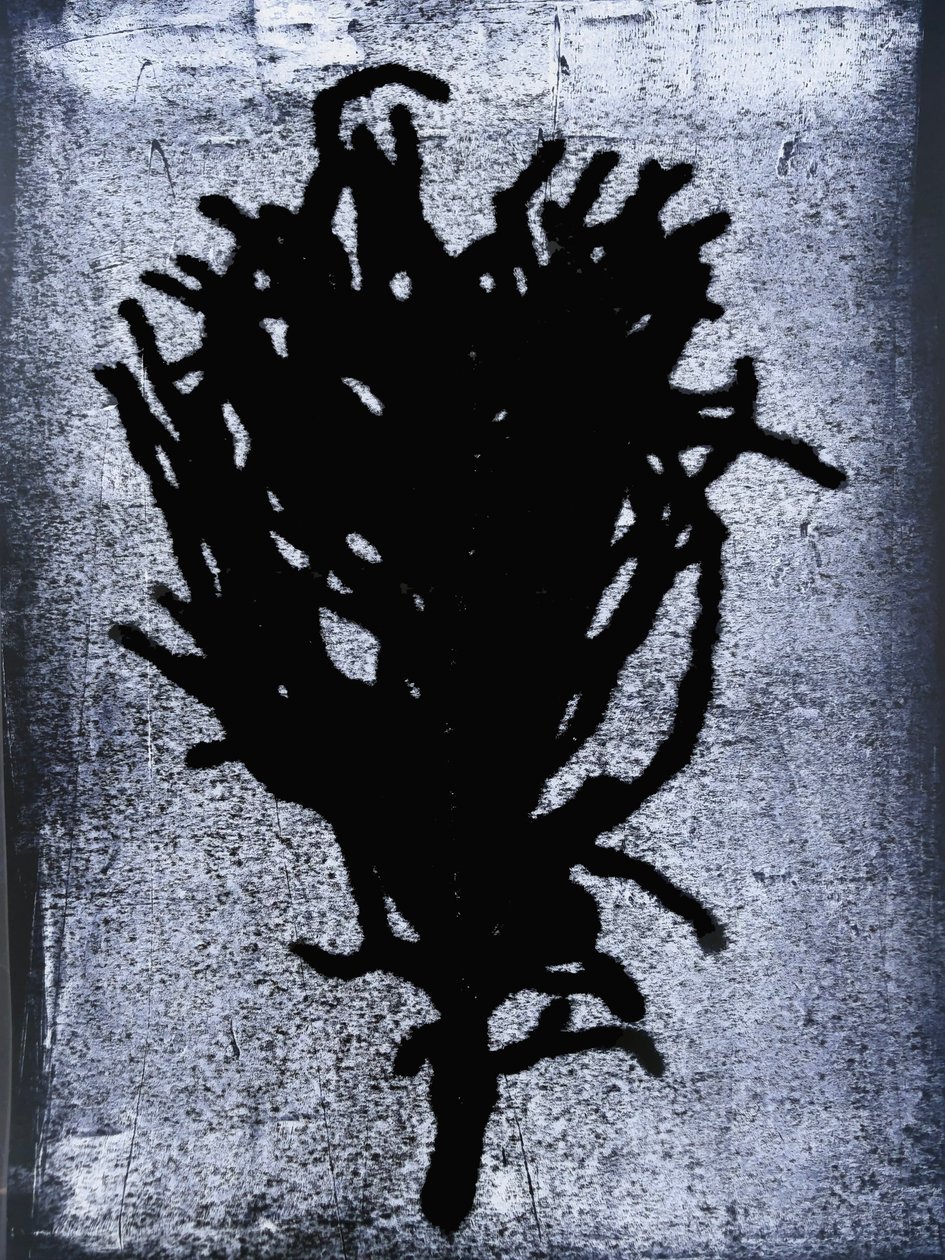 Helecho Negro de Sarah Thompson Engels