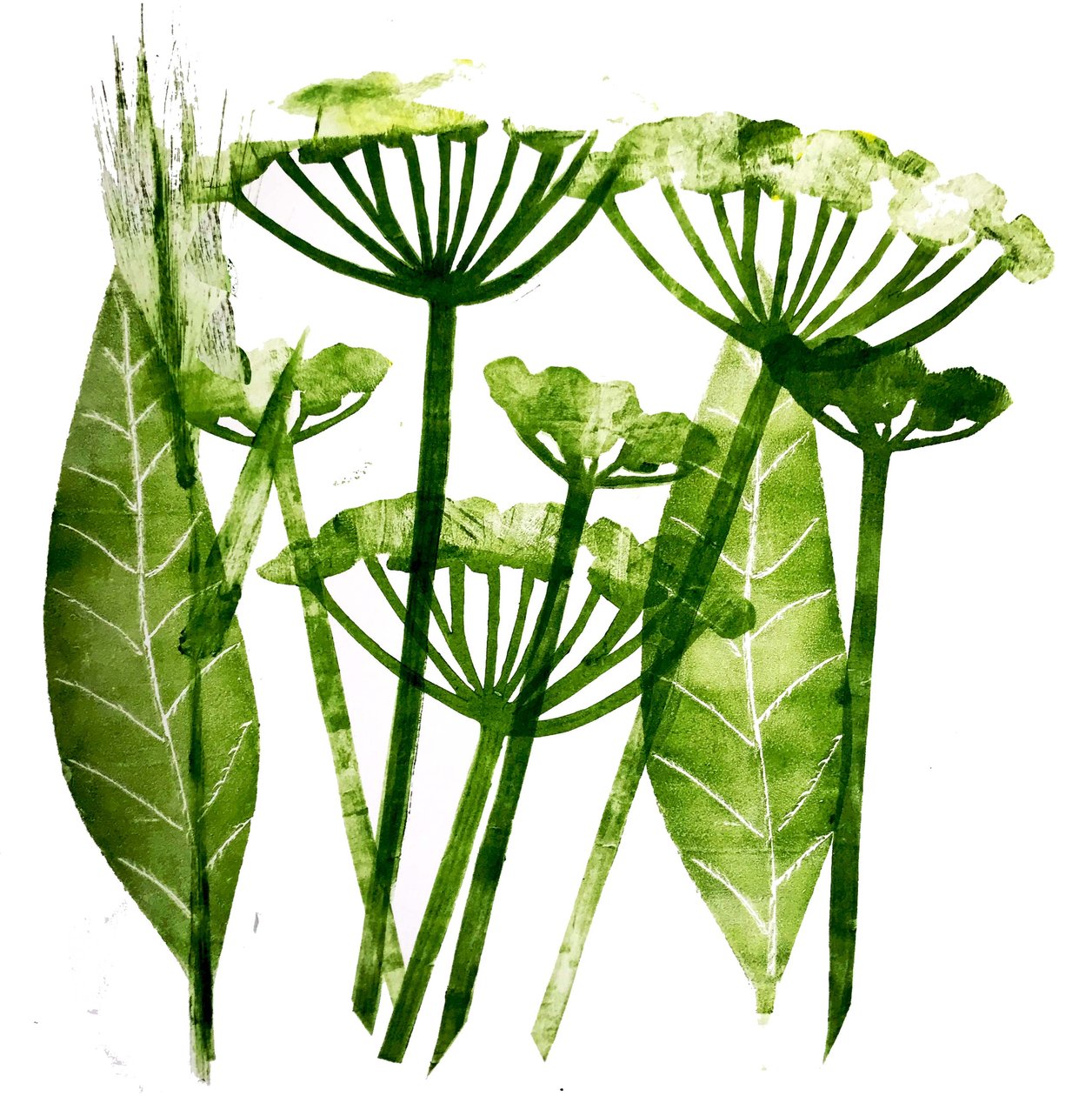 Perejil de Vaca en verde, 2019 de Sarah Thompson Engels