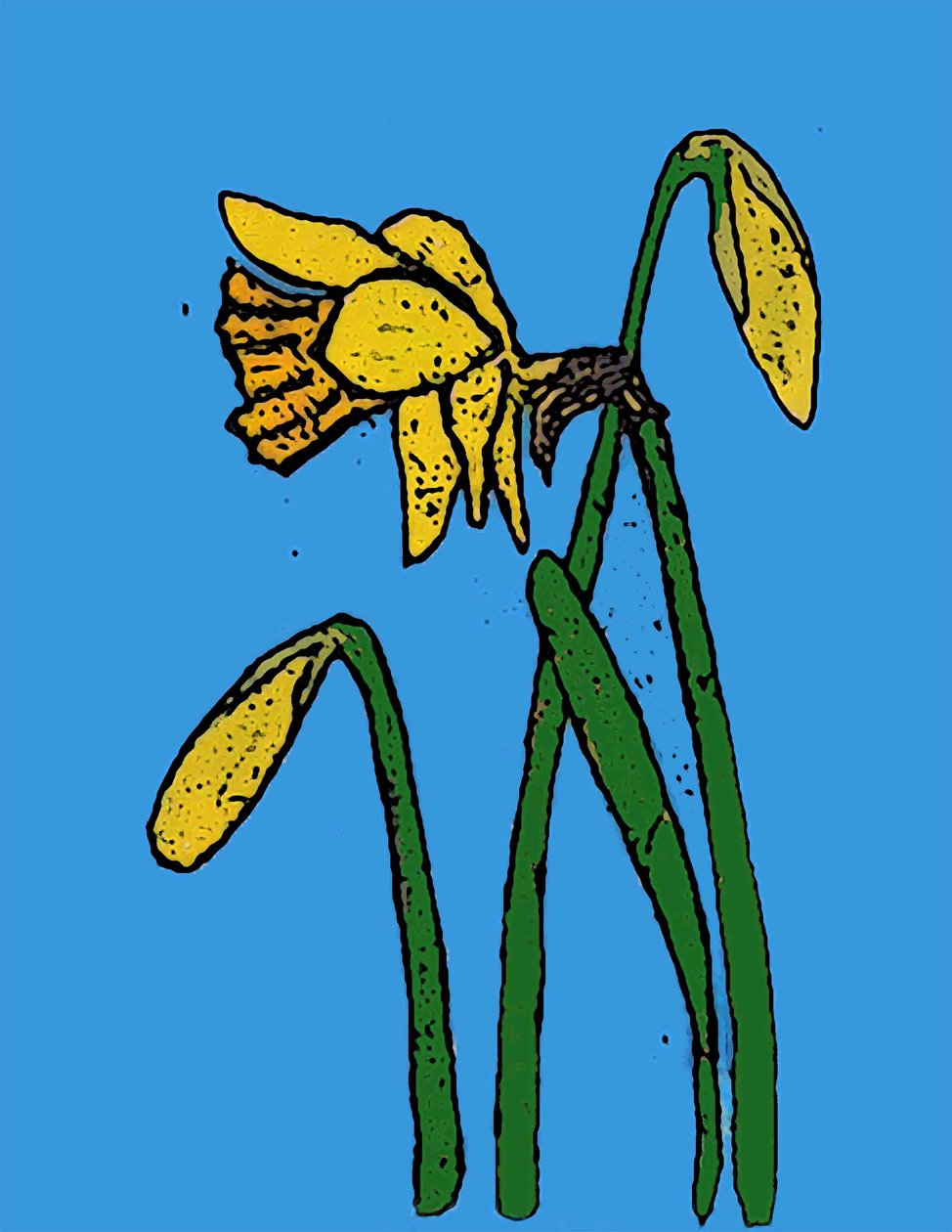 Narcisos de Sarah Thompson Engels