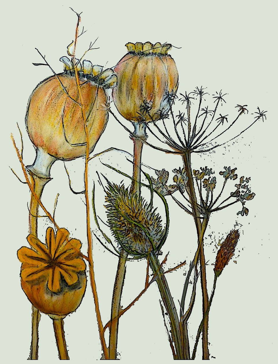 Cabezas de semillas secas, 2019 de Sarah Thompson Engels