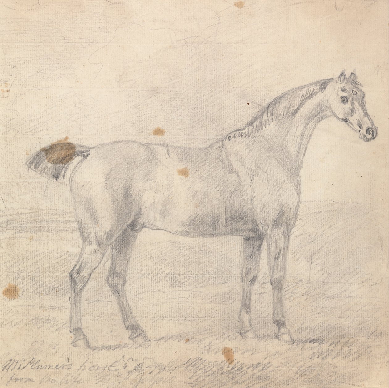 Caballo del Sr. Plumer de Sawrey Gilpin