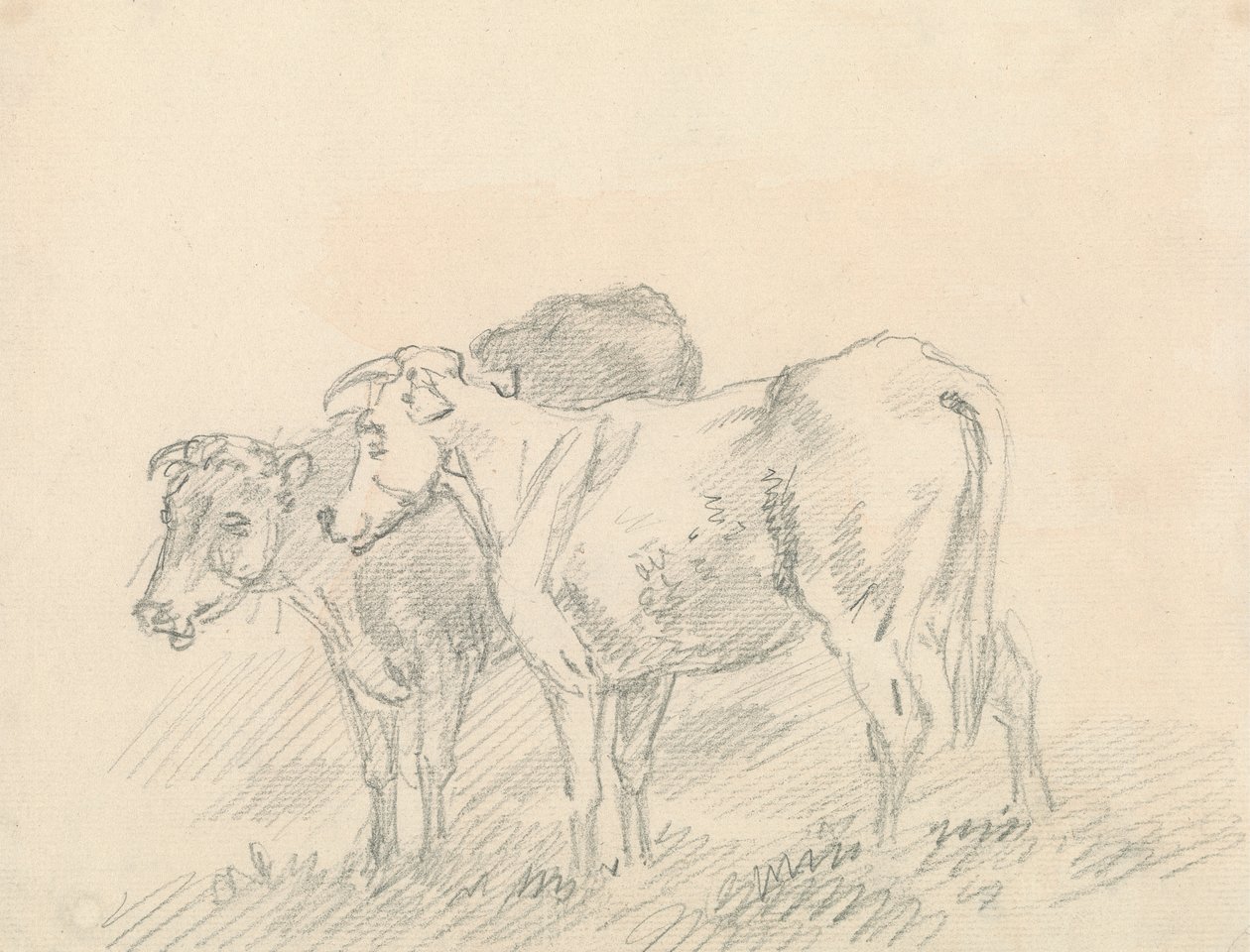 Dos vacas de Sawrey Gilpin