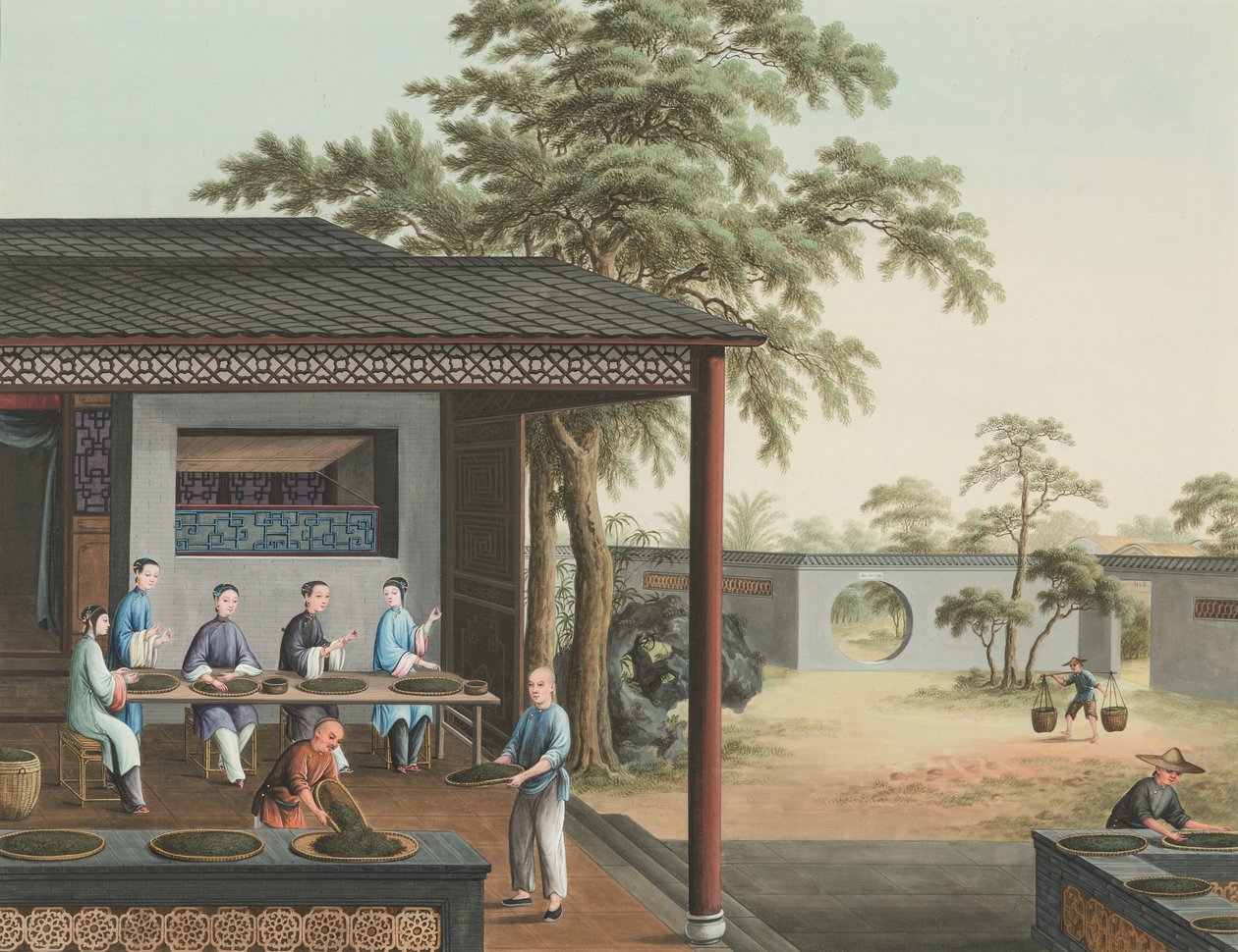 Producción de té, c. 1820 (color de la carrocería y pintura dorada sobre seda extendida sobre papel) de School Chinese
