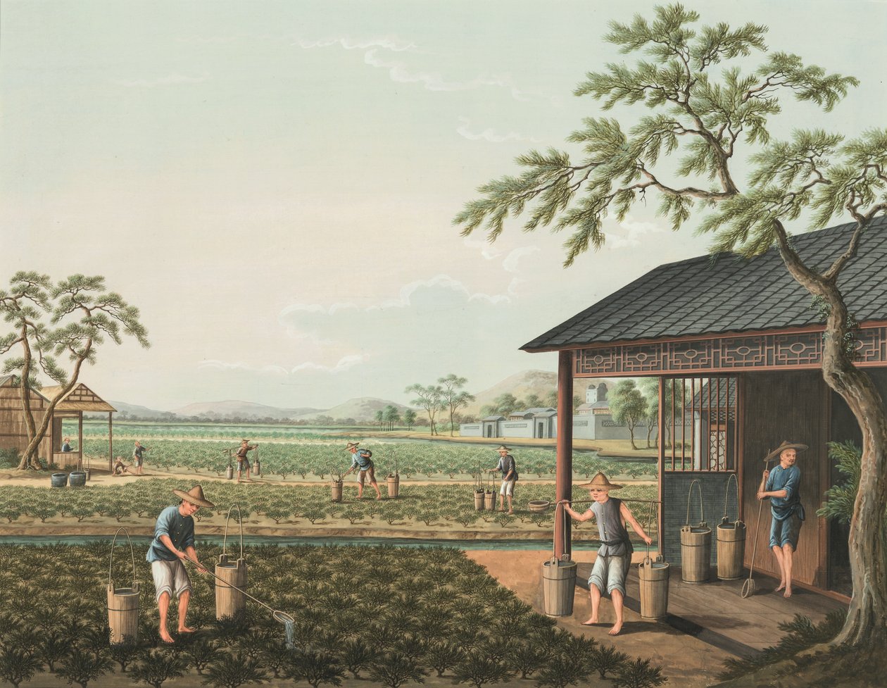 Producción de té, c. 1820 (color de la carrocería y pintura dorada sobre seda extendida sobre papel) de School Chinese
