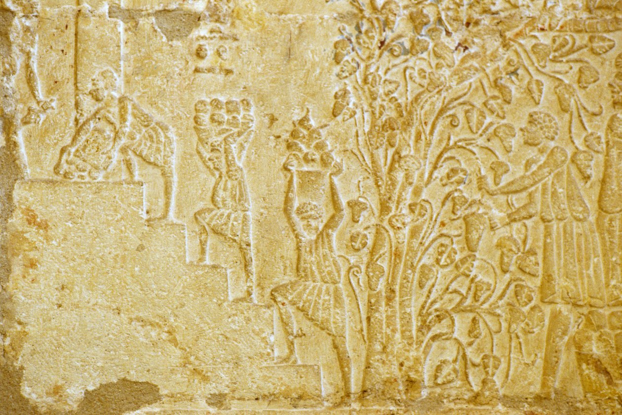 Antiguo Egipto, Escultura mural, Tumba de Petosiris, Tuna el Gebel, 300 a.C., Llevando uvas al lagar (foto) de School Egyptian