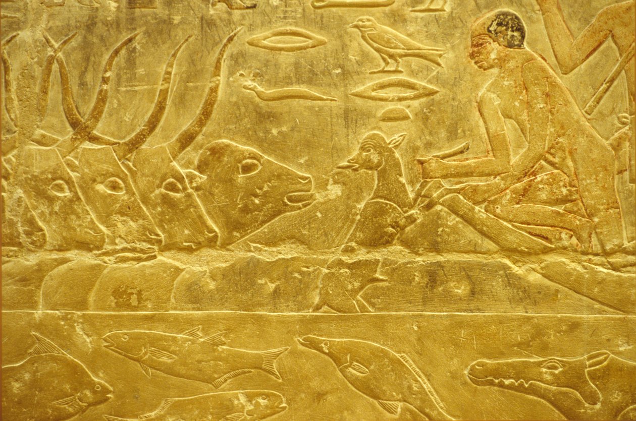 Antiguo Egipto, Grabado mural/pintura, Mastaba/Tumba de Idout, Saqqara, Dinastía VI, Ganado vadeando un río, Hombre ayudando a un ternero a cruzar un río, Madre mirando (foto) de School Egyptian