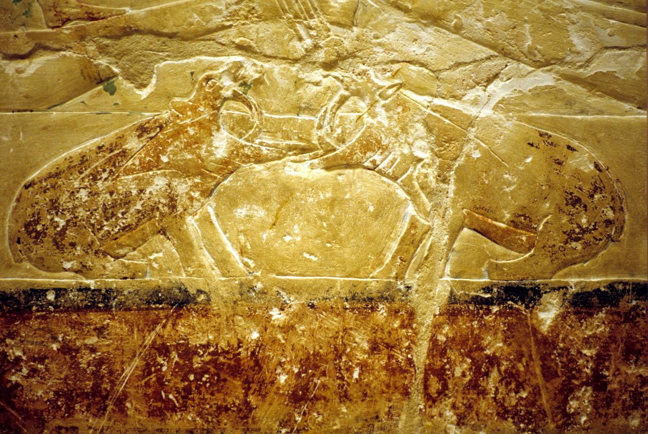 Antiguo Egipto, Pintura mural, Mastaba/Tumba de Idout, Saqqara, Dinastía VI, Dos hipopótamos luchando (foto) de School Egyptian