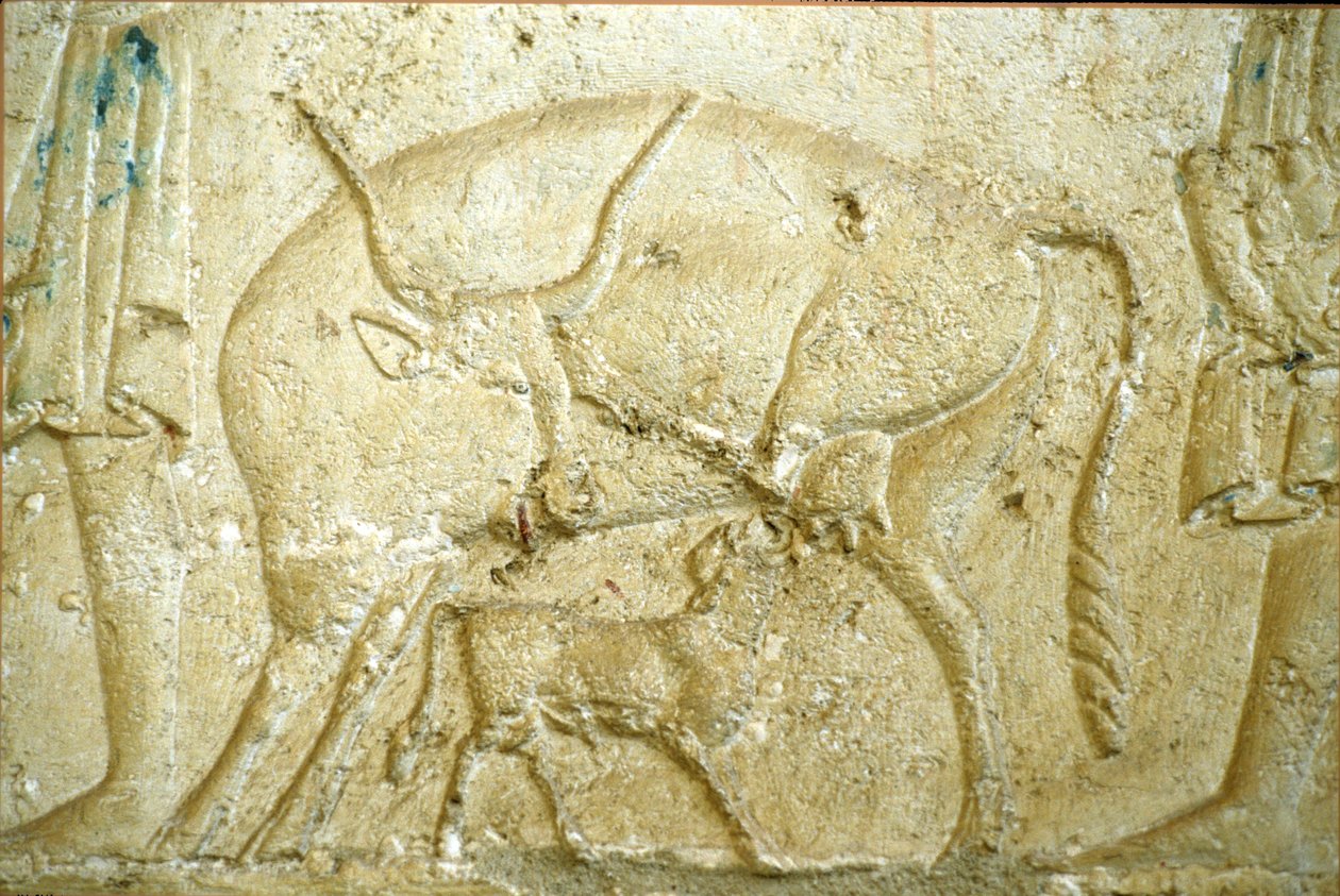 Antiguo Egipto, Pintura mural, Tumba de Petosiris, Tuna Gabel, Tuna el Gebel, 300 a.C., Un ternero intentando mamar (foto) de School Egyptian