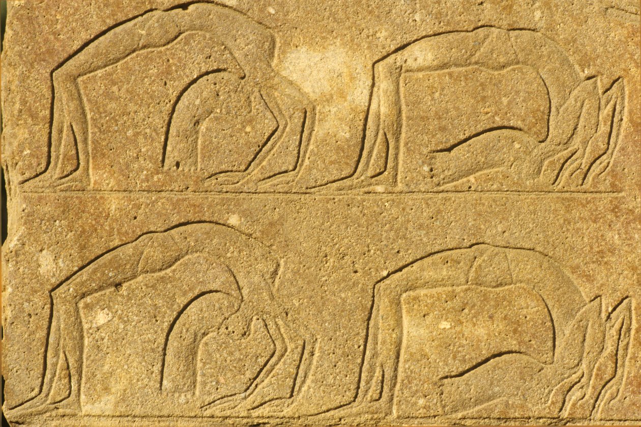 Antiguo Egipto, Pintura mural/talla, Acróbatas femeninas actuando, Templo de Karnak, Luxor (foto) de School Egyptian
