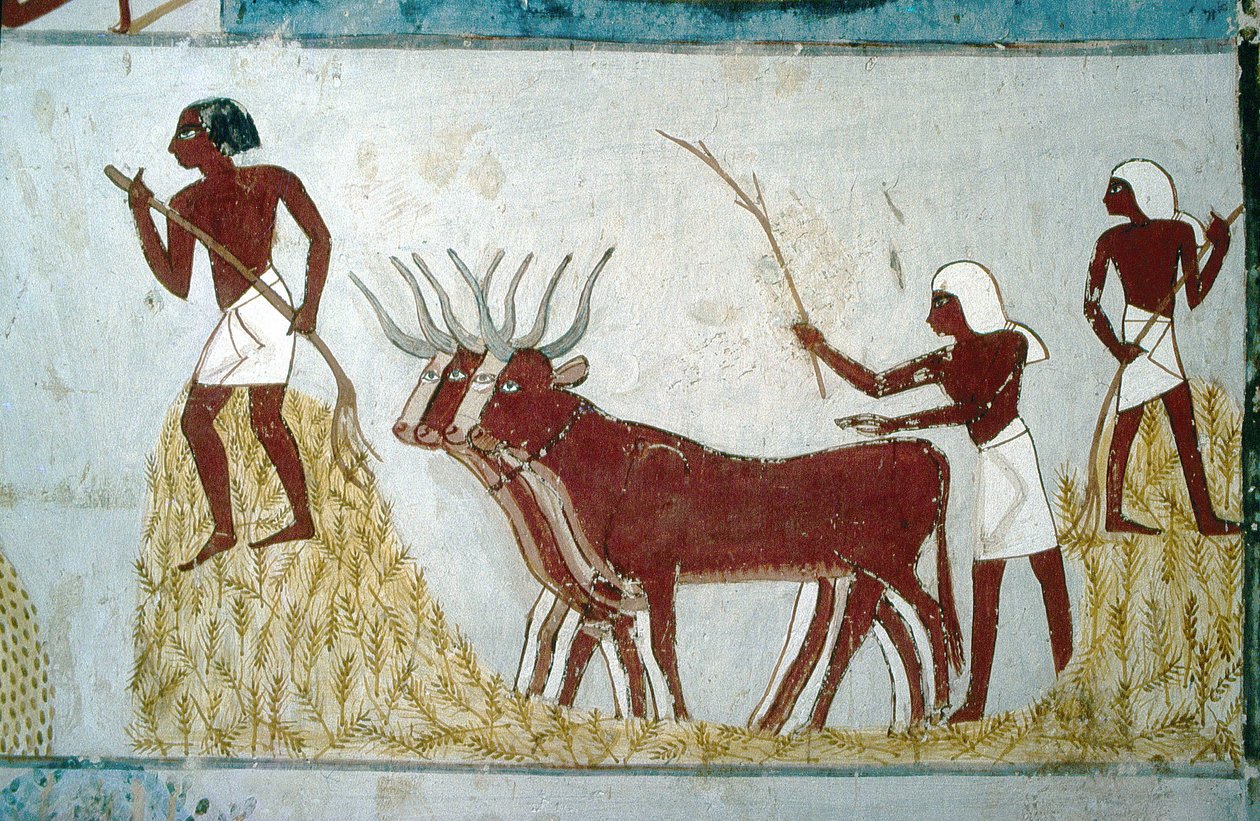 Luxor, Tebas: Tumbas de los nobles: la tumba de Nakht. Escena agrícola. Valle de los nobles. de School Egyptian