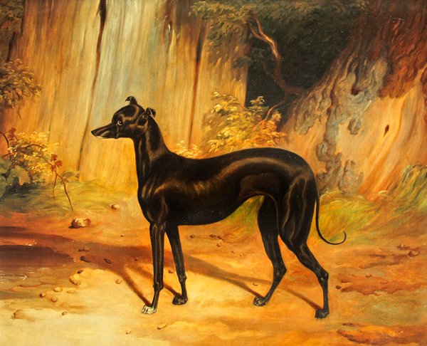 Galgo italiano de School English