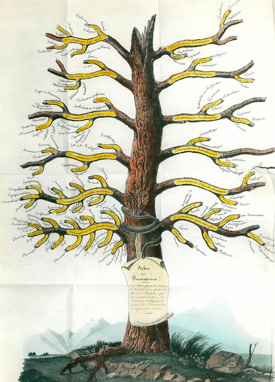 Árbol de dermatosis. Tabla médica de dermatología que indica en las ramas todos los tipos de afecciones cutáneas. París. Academia de Medicina de School French