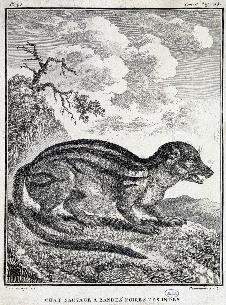 Gato salvaje indio de rayas negras de School French
