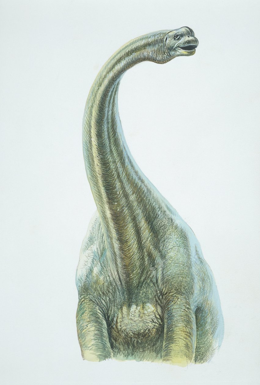 Brontosaurio, período Jurásico de School Italian