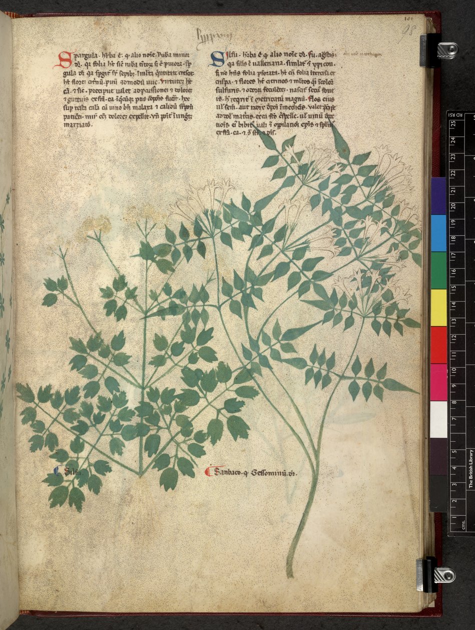 Egerton 747 Spargula and Self, Tractatus de herbis (Herbal) c.1280-1310 (tinta y color sobre vitela) de School Italian
