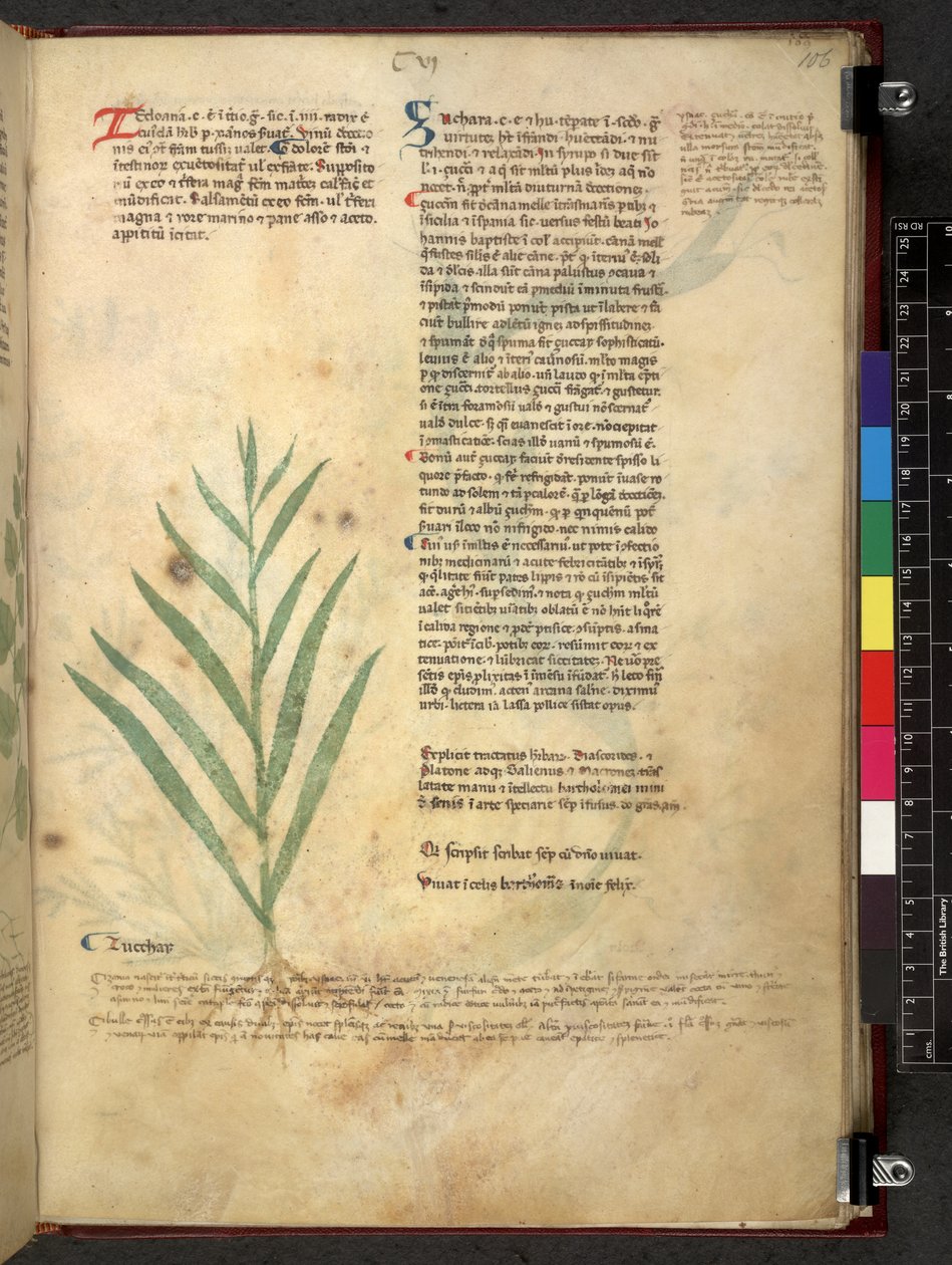 Egerton 747 Tractatus de herbis (Herbal) c.1280-1310 (tinta y color sobre vitela) de School Italian