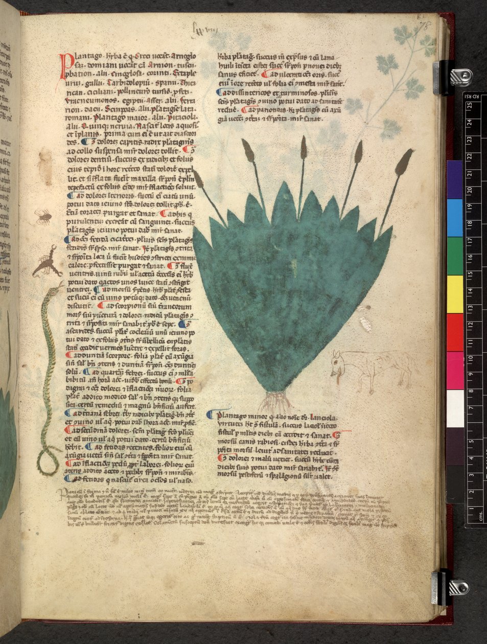 Egerton 747 Tractatus de herbis (Herbal) c.1280-1310 (tinta y color sobre vitela) de School Italian