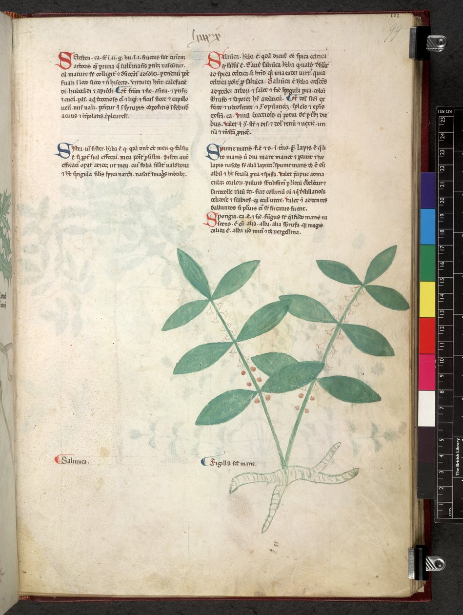Egerton 747 Tractatus de herbis (Herbal) c.1280-1310 (tinta y color sobre vitela) de School Italian