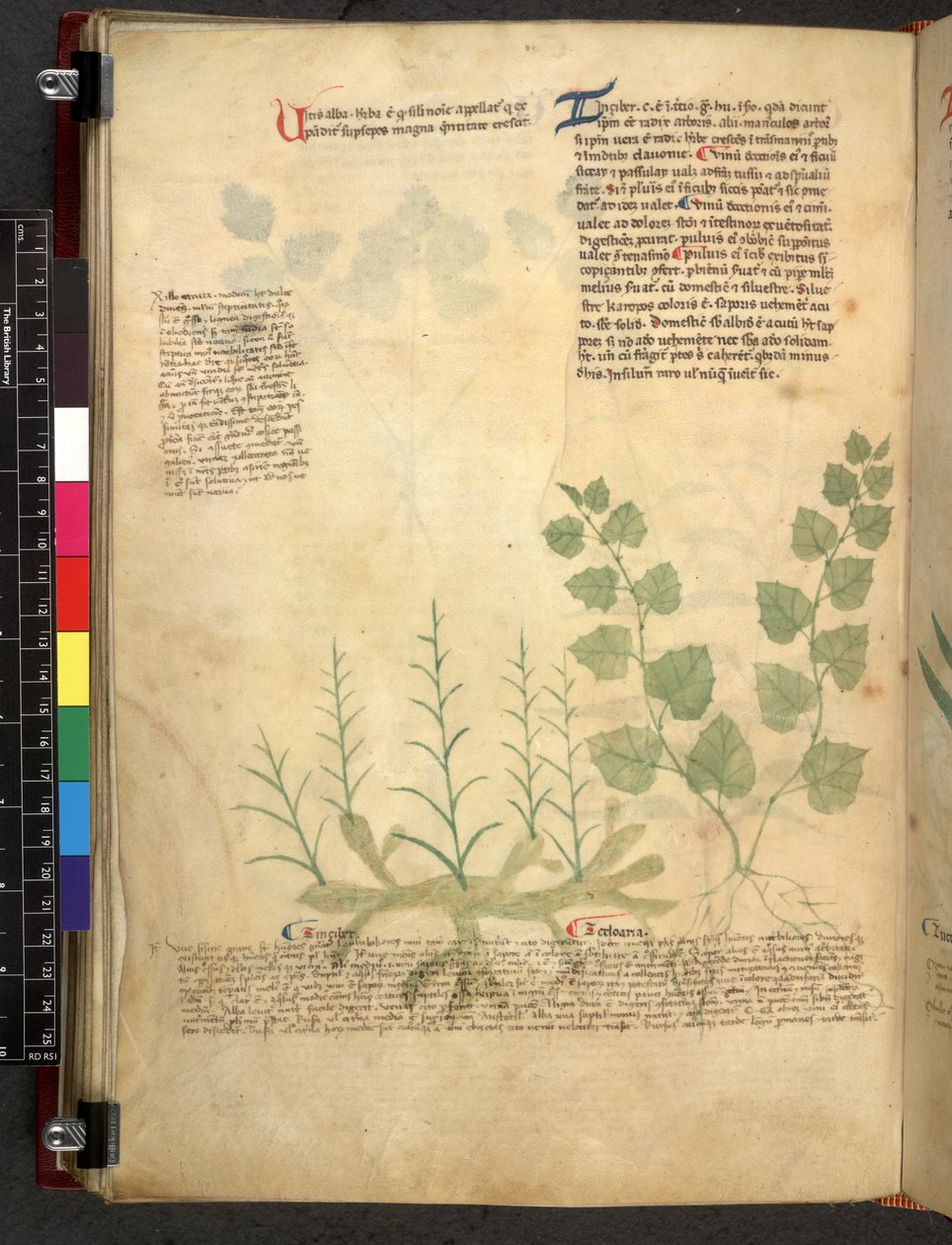 Egerton 747 Tractatus de herbis (Herbal) c.1280-1310 (tinta y color sobre vitela) de School Italian