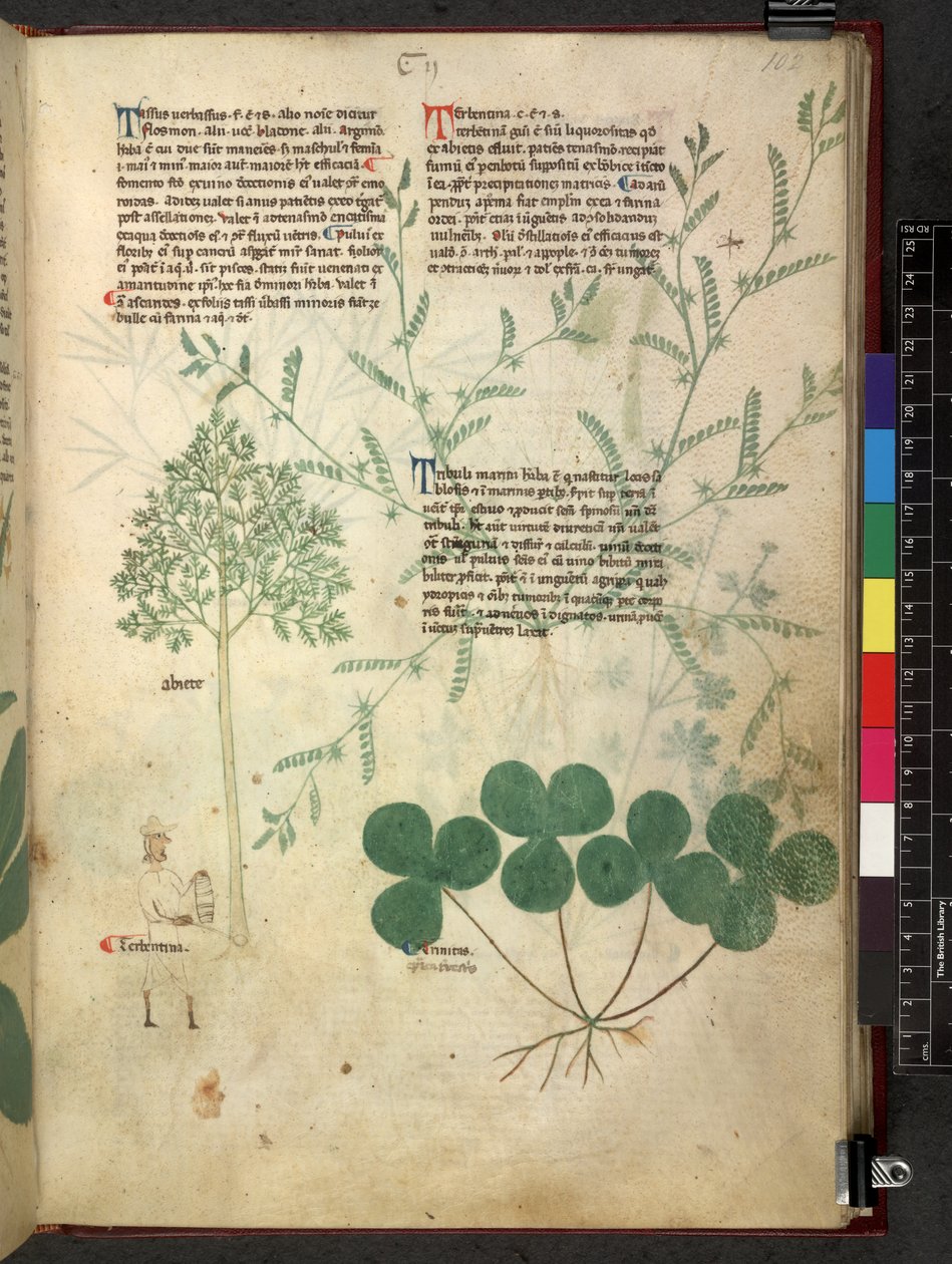 Egerton 747 Tractatus de herbis (Herbal) c.1280-1310 (tinta y color sobre vitela) de School Italian