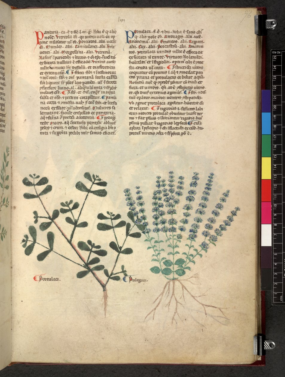 Egerton 747 Tractatus de herbis (Herbal) c.1280-1310 (tinta y color sobre vitela) de School Italian