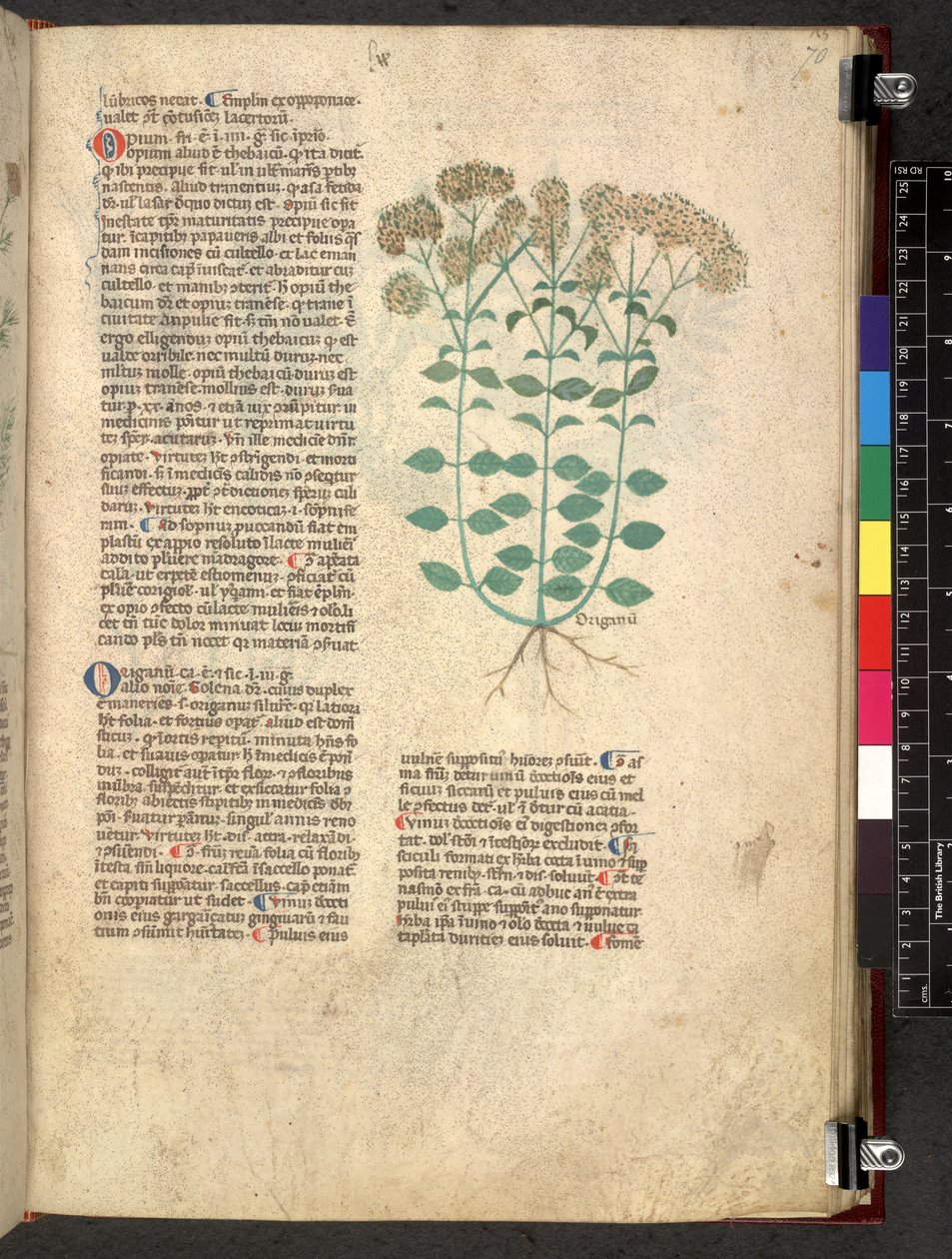 Egerton 747 Tractatus de herbis (Herbal) c.1280-1310 (tinta y color sobre vitela) de School Italian
