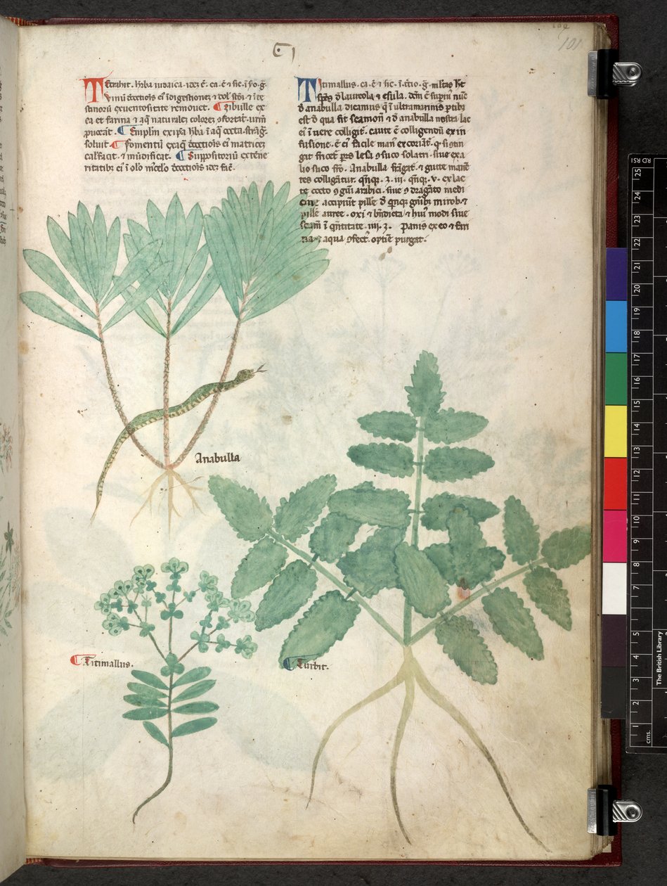 Egerton 747 Tractatus de herbis (Herbal) c.1280-1310 (tinta y color sobre vitela) de School Italian