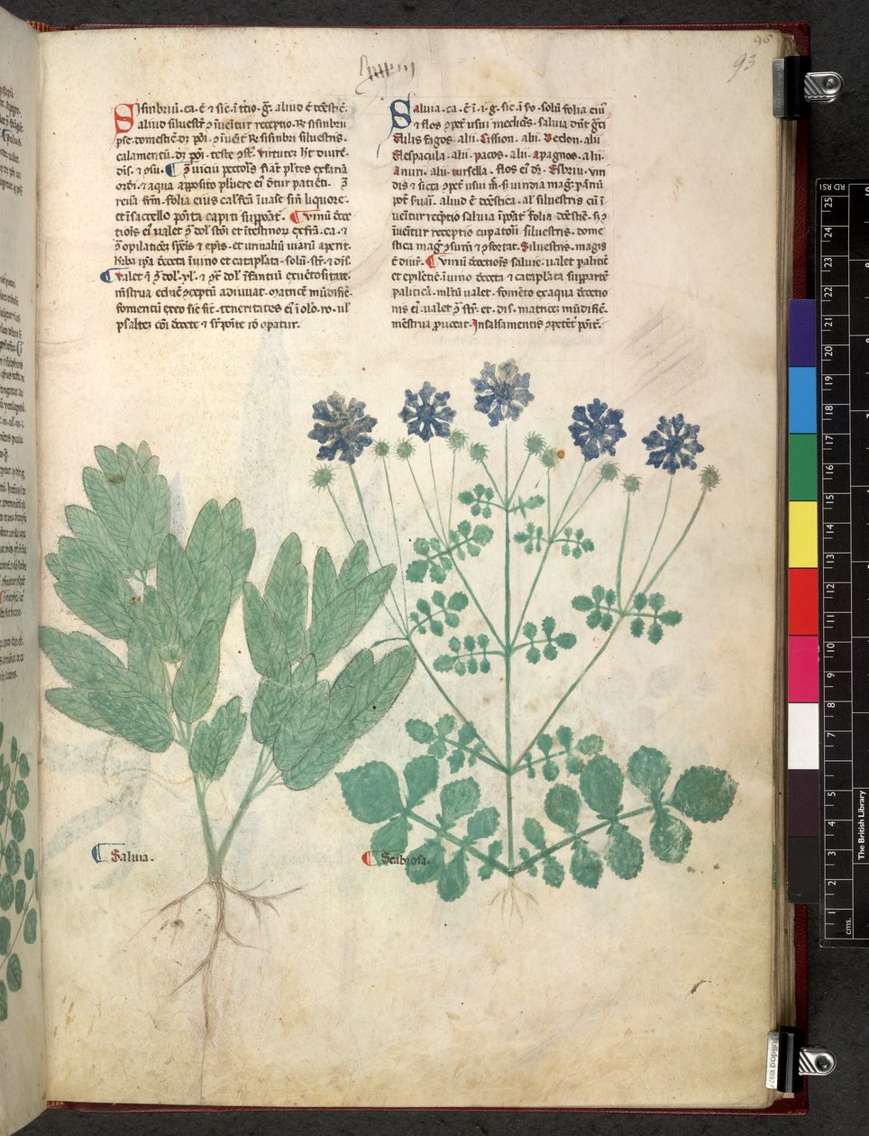 Egerton 747 Tractatus de herbis (Herbal) c.1280-1310 (tinta y color sobre vitela) de School Italian