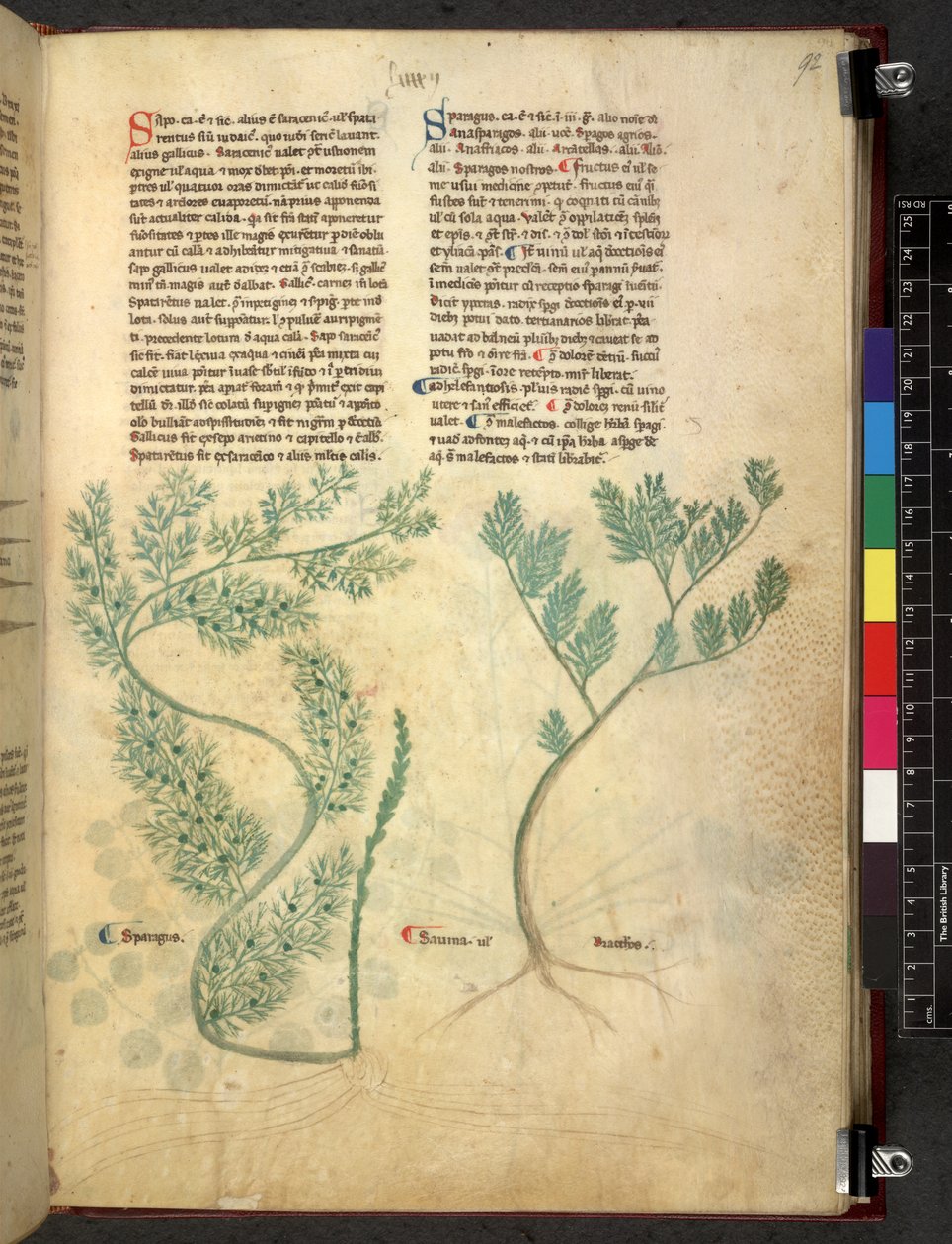Egerton 747 Tractatus de herbis (Herbal) c.1280-1310 (tinta y color sobre vitela) de School Italian