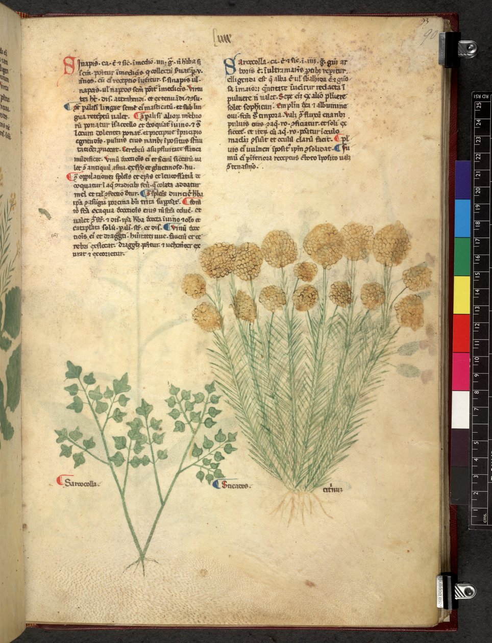 Egerton 747 Tractatus de herbis (Herbal) c.1280-1310 (tinta y color sobre vitela) de School Italian