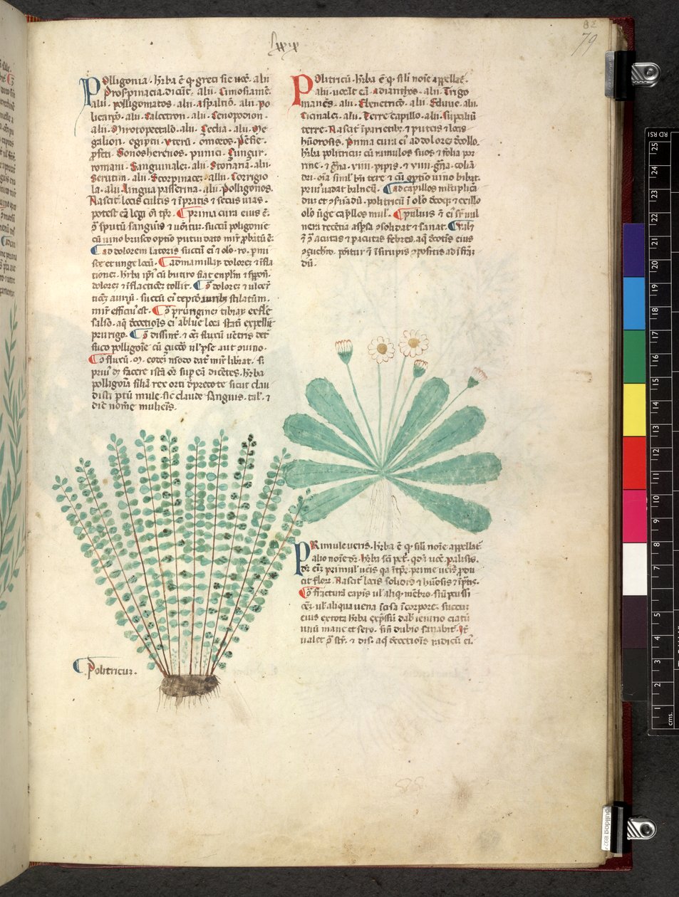 Egerton 747 Tractatus de herbis (Herbal) c.1280-1310 (tinta y color sobre vitela) de School Italian