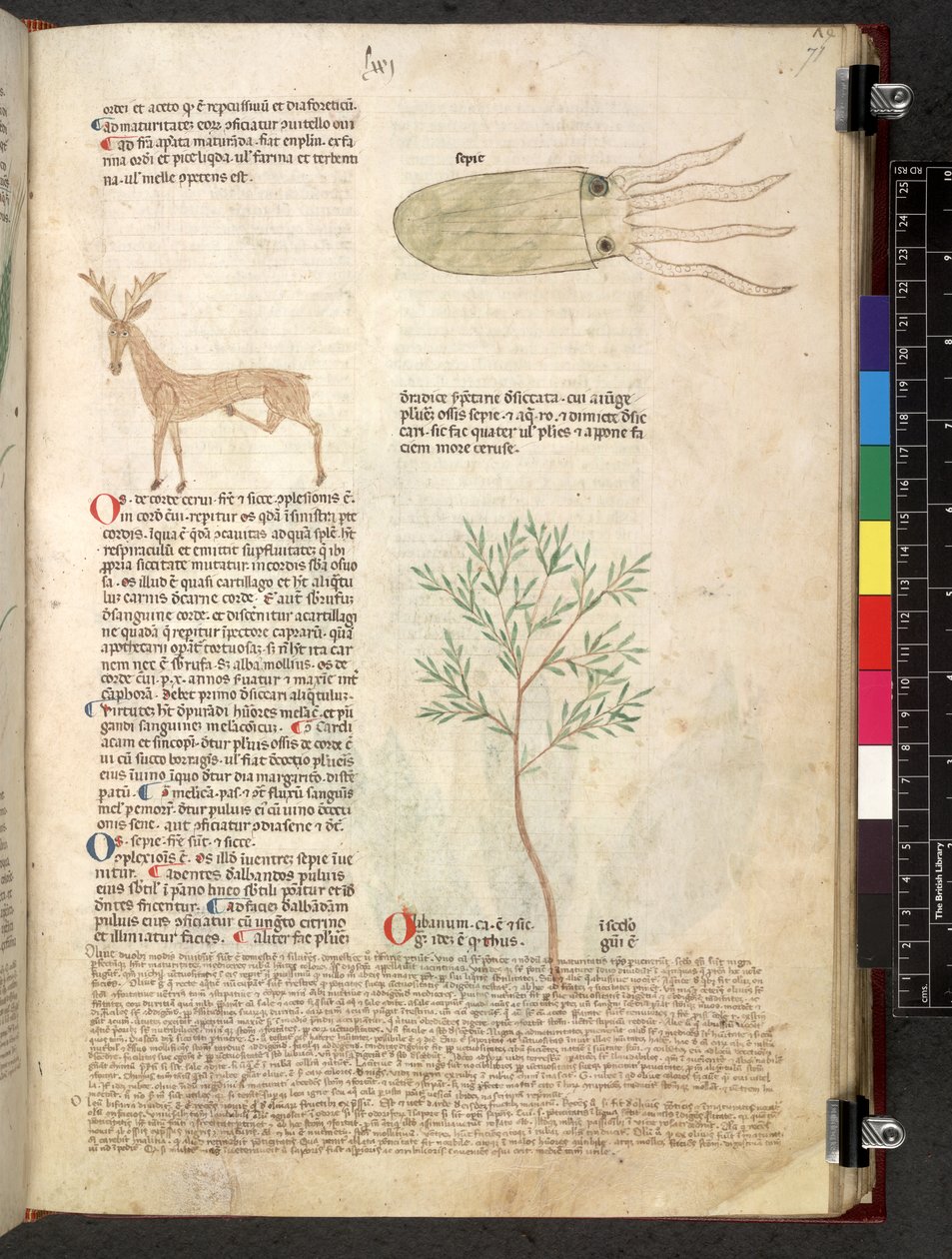 Egerton 747 Tractatus de herbis (Herbal) c.1280-1310 (tinta y color sobre vitela) de School Italian
