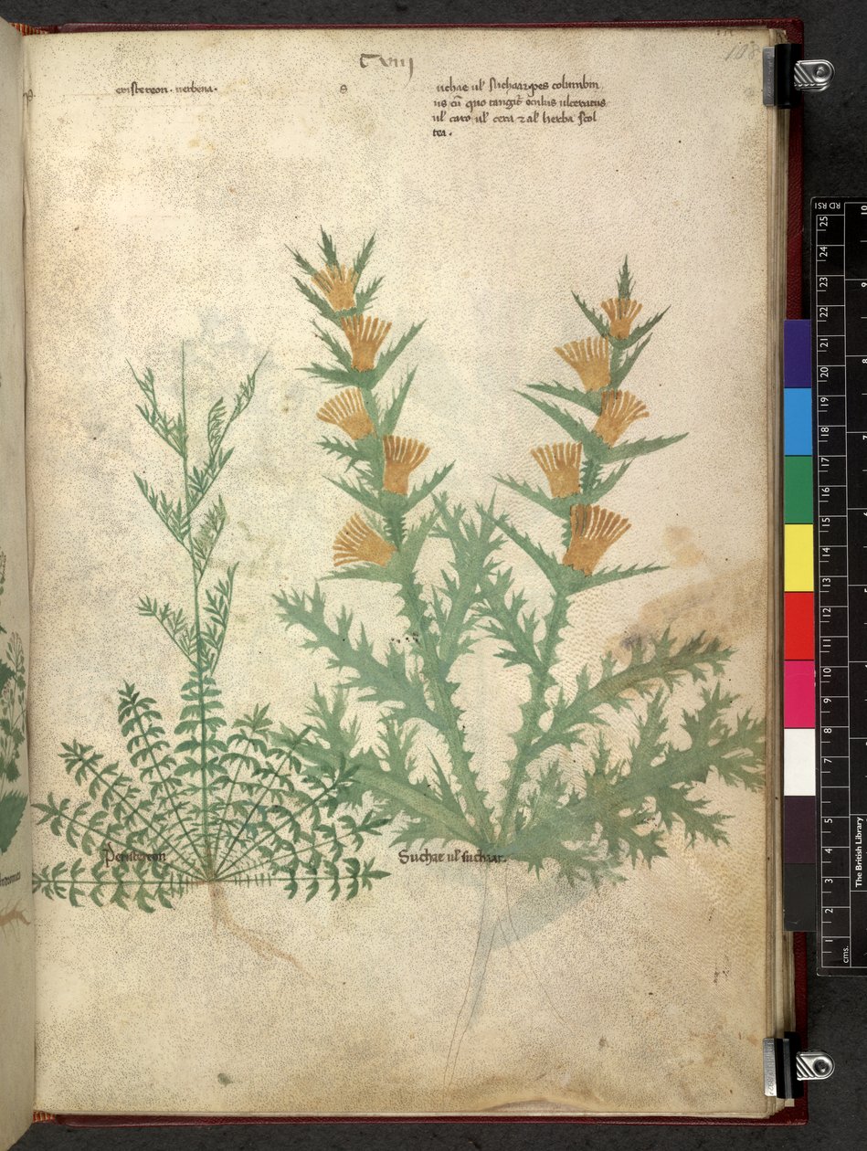 Egerton 747 Tractatus de herbis (Herbal) c.1280-1310 (tinta y color sobre vitela) de School Italian