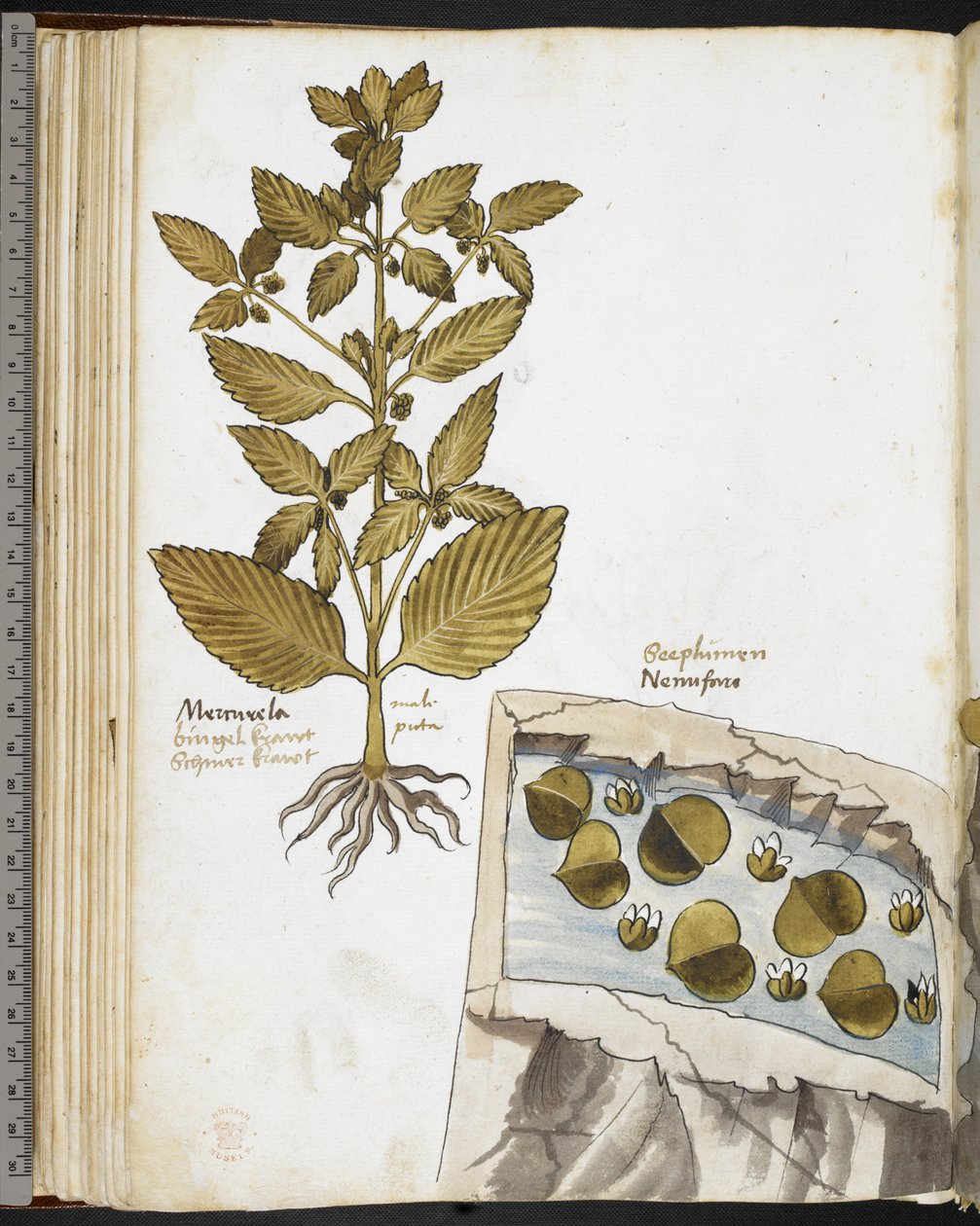 Harley MS 3736 f.58v Mandrake, de 