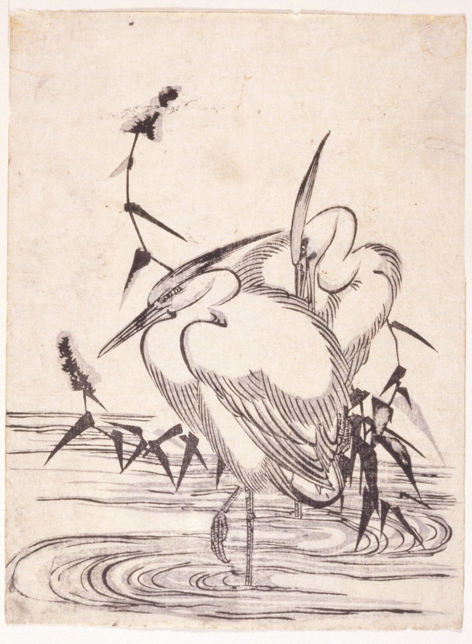 Dos garzas de School Japanese
