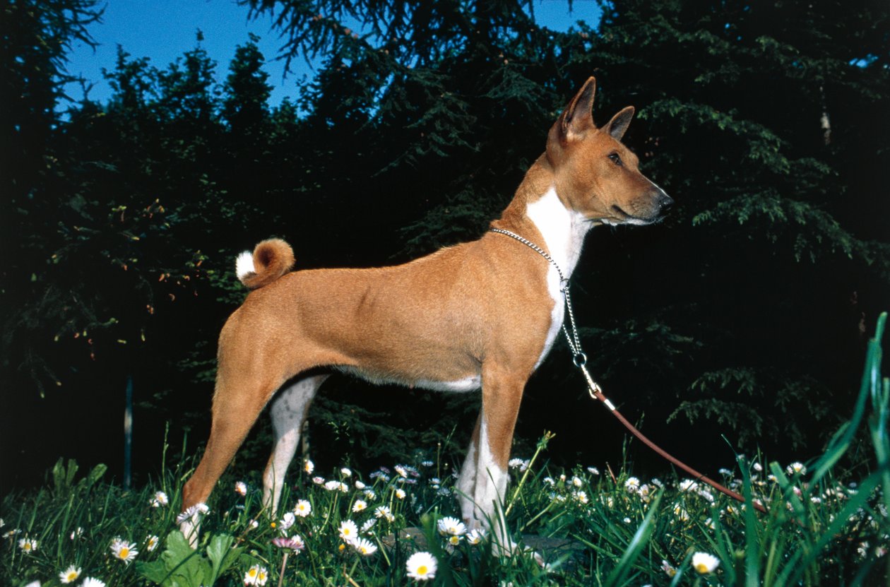 Perro Basenji (foto) de R. and Smith Simkin