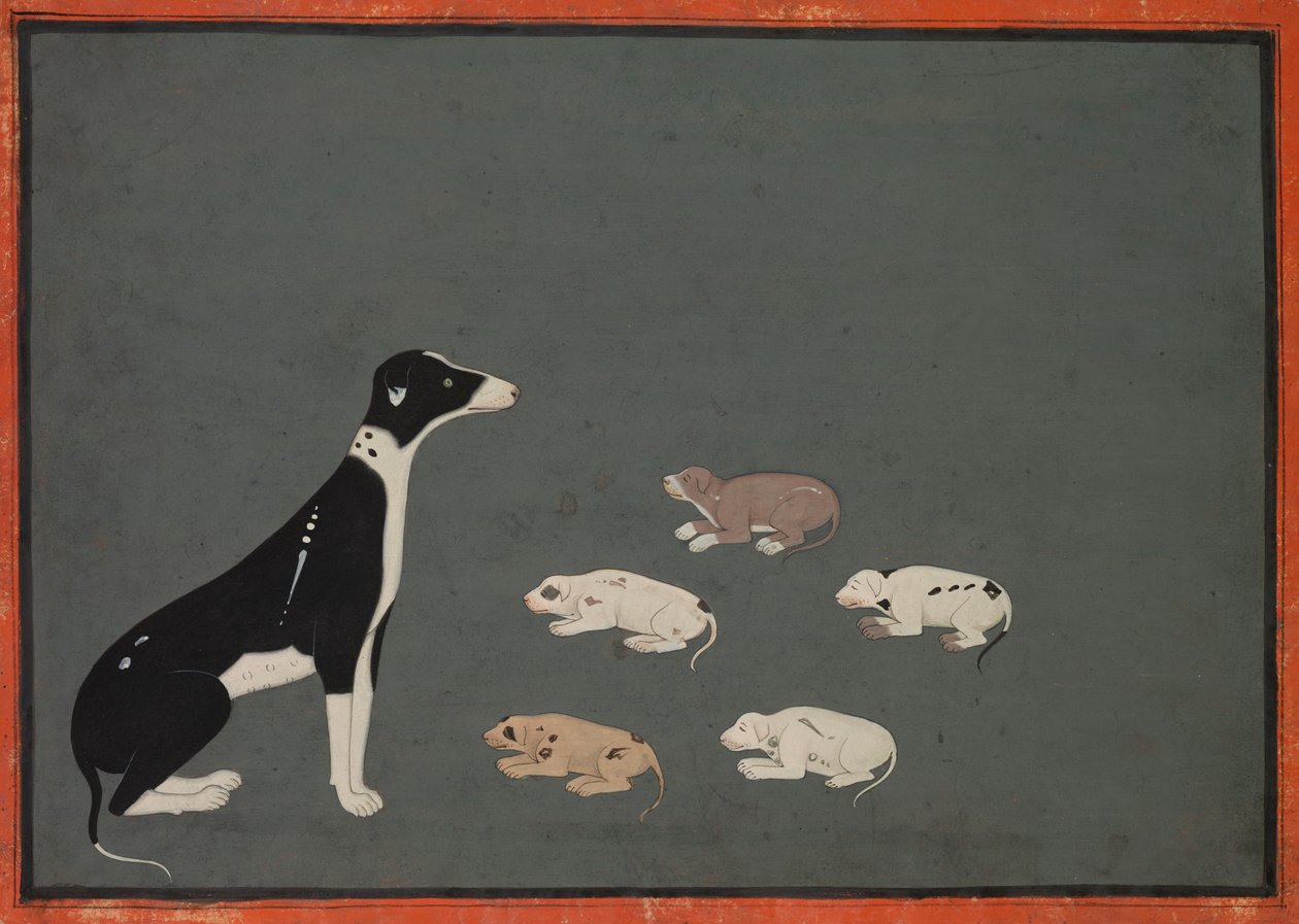 Perro con cachorros, c.1780 (tinta y acuarela opaca sobre papel) de School Mughal