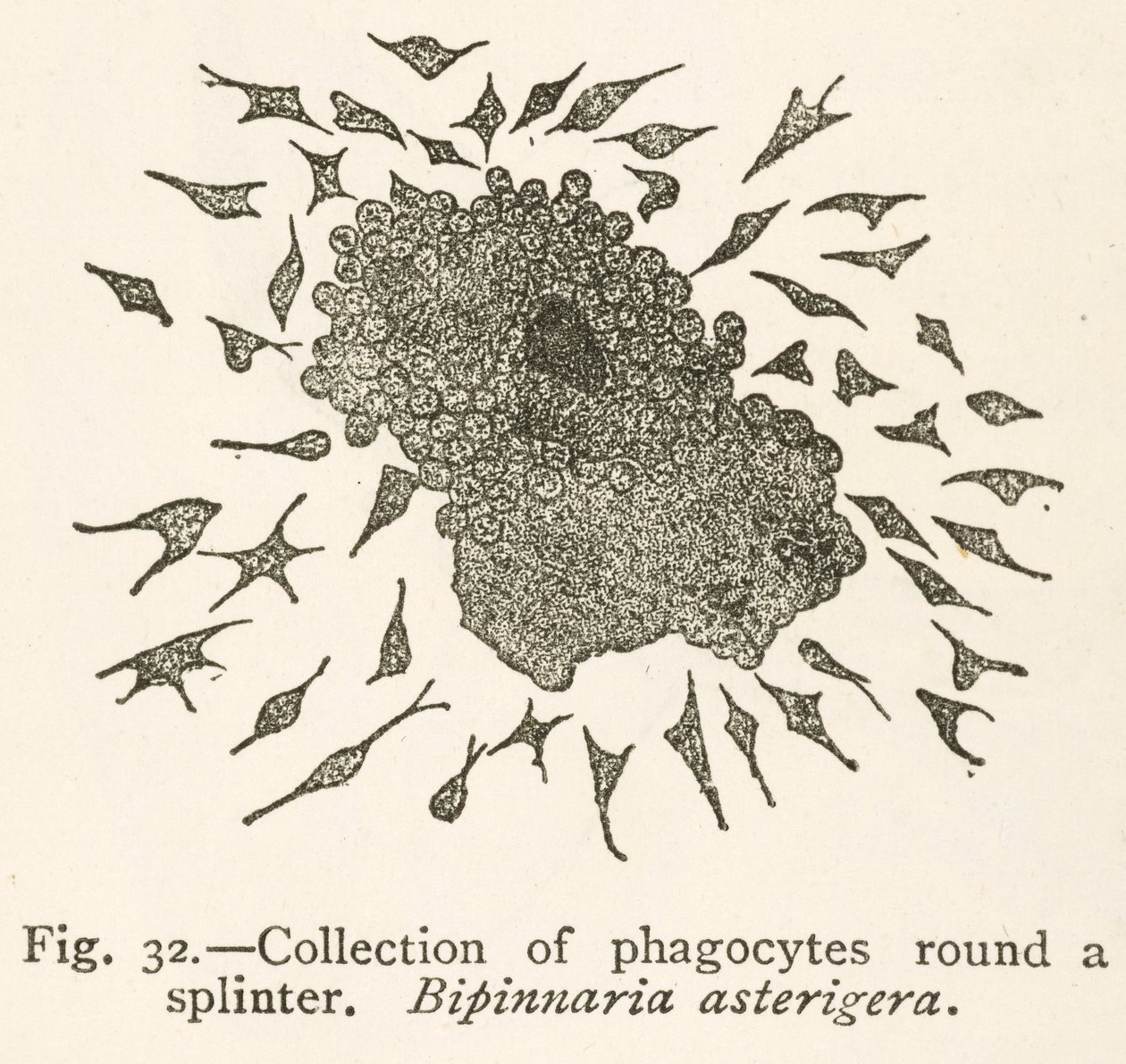 Dibujo de Elie Metchnikoff de células fagocíticas que rodean una partícula extraña de School Russian