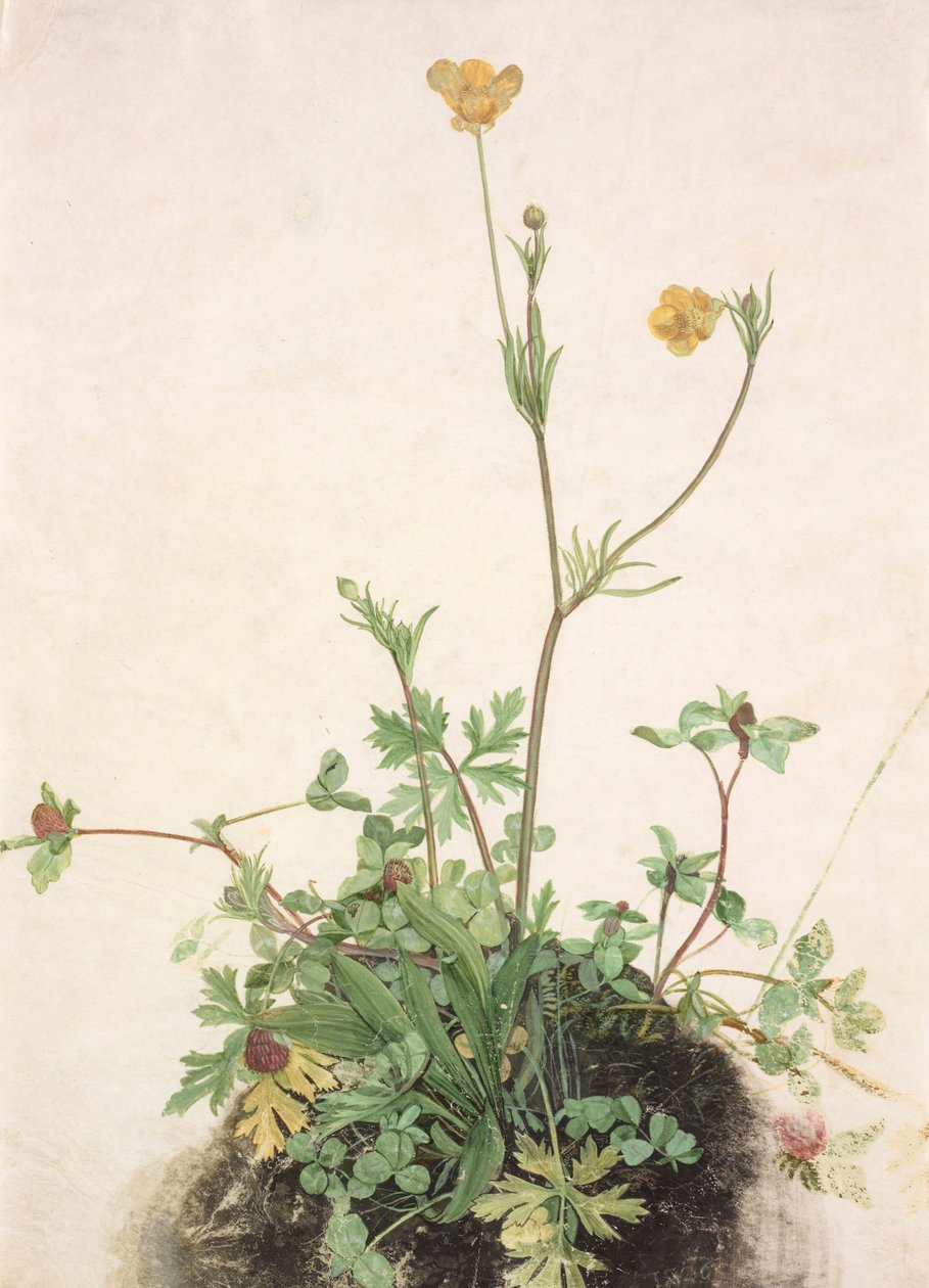 Alemán: Ranúnculo, trébol rojo y llantén Ranúnculo, trébol rojo y llantén de School of Albrecht Dürer
