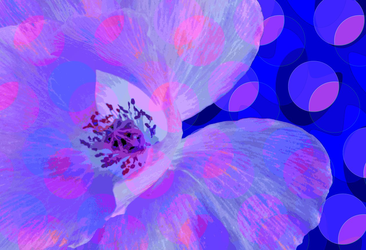 Amapola de Scott J. Davis