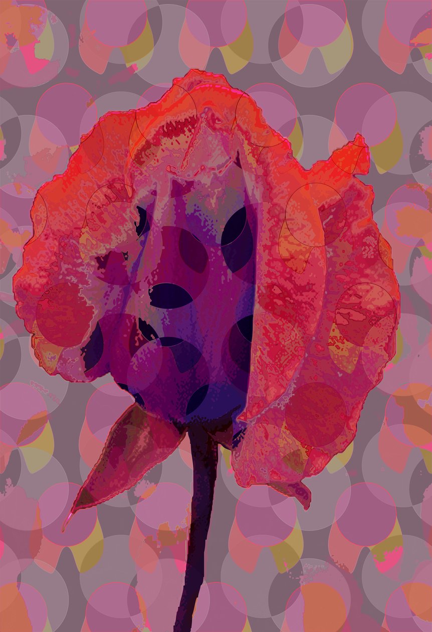 Rosa de Té 3 de Scott J. Davis