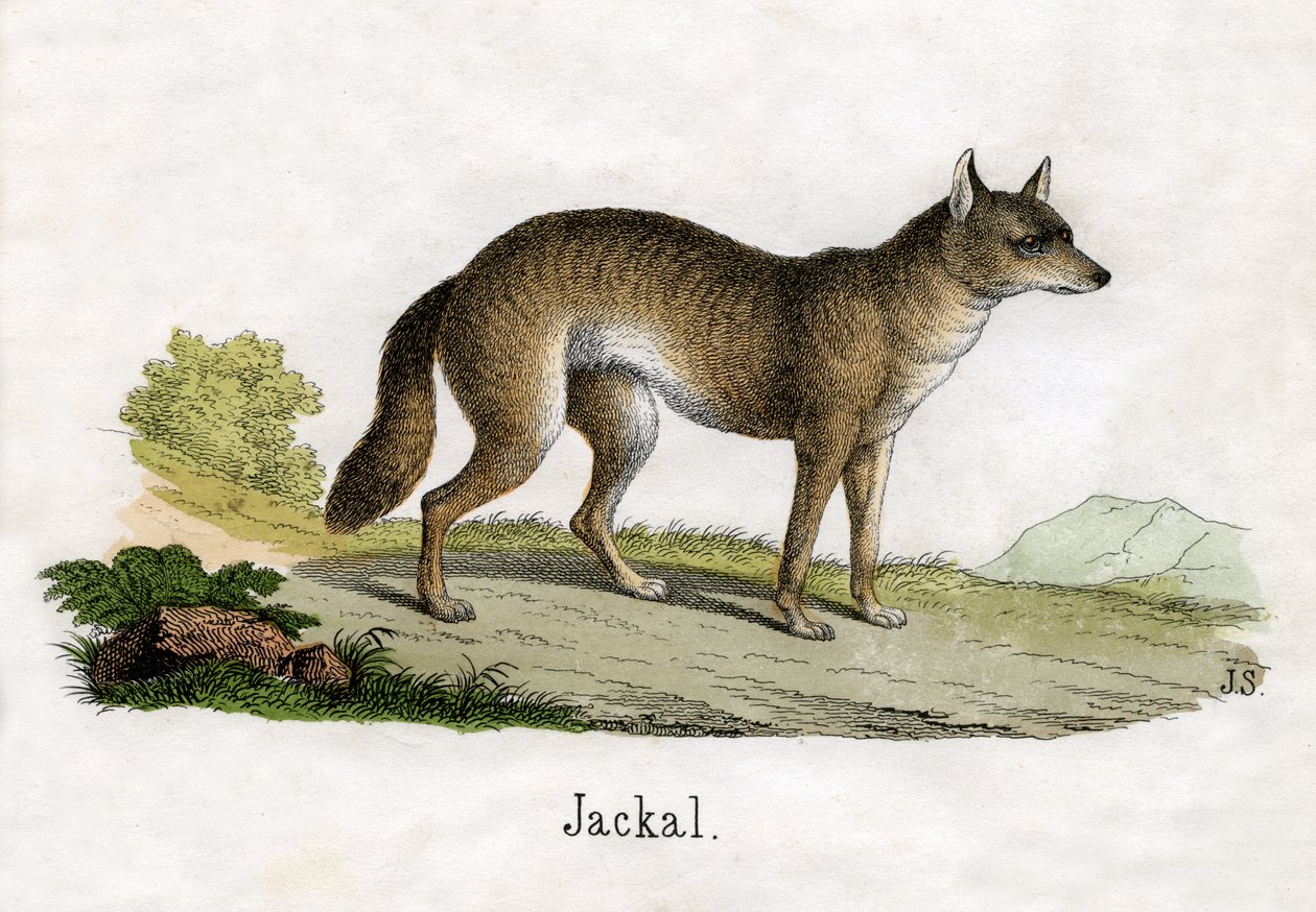 Grabado antiguo de un chacal de Scottish School