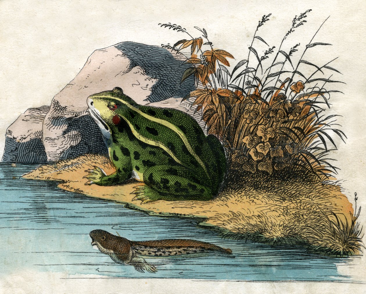 Impresión antigua de una rana de charca y un renacuajo de Scottish School