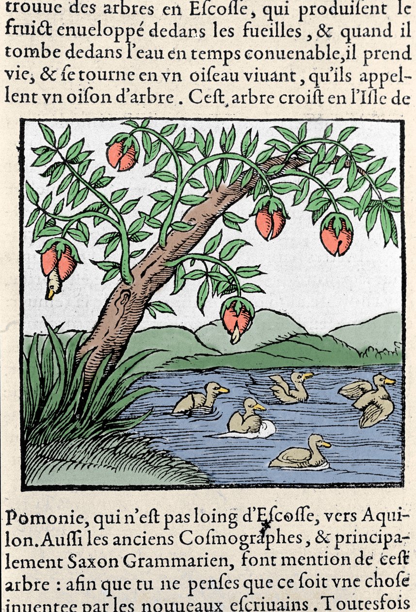 Representación de aves nacidas en árboles Xilografía tomada de la “Cosmografía Universal” de Sebastien Munster. Bale de Sebastian Munster