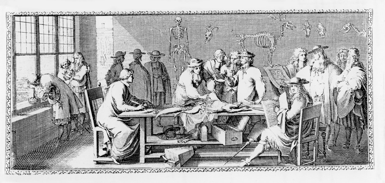 La lección de anatomía, (disección en el Jardin des Plantes) de 